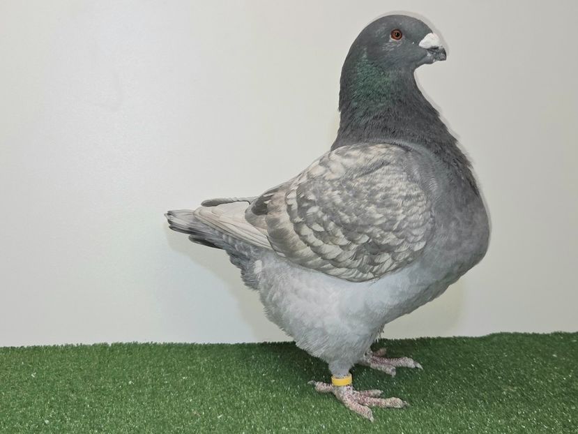 MASCUL 2025 - 12770 - REZERVAT SAMEH - AGH REZERVAȚI