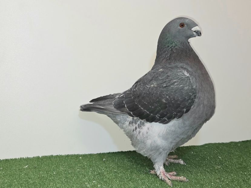 FEMELĂ 2025 - 13385 - REZERVATĂ RONNY SCHNEIDER - AGH REZERVAȚI