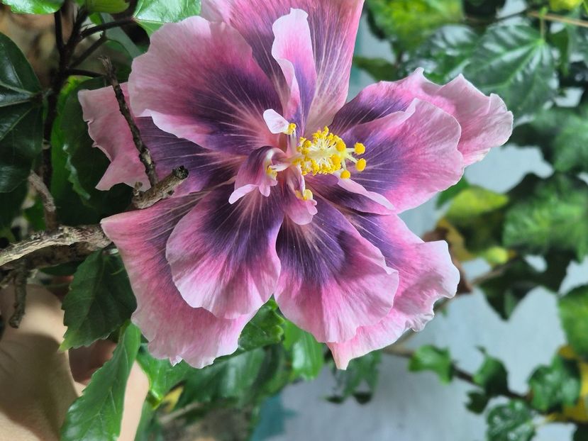  - Blue Crescent Spring