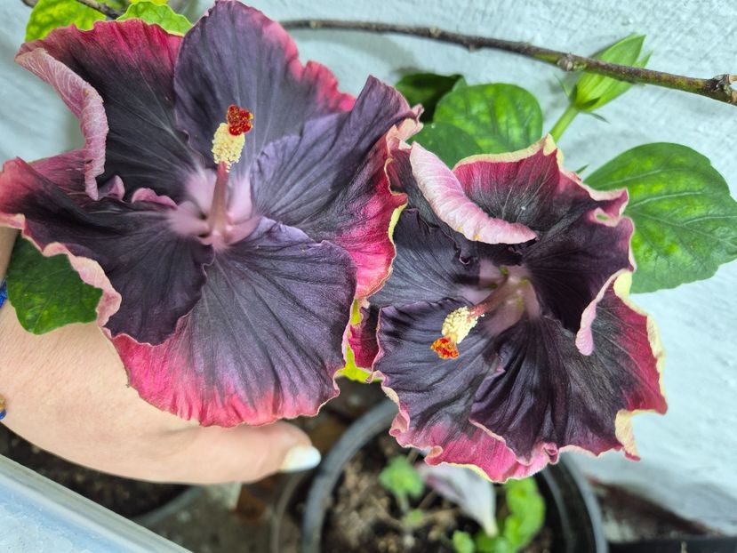  - Moorea My Blue Pearl