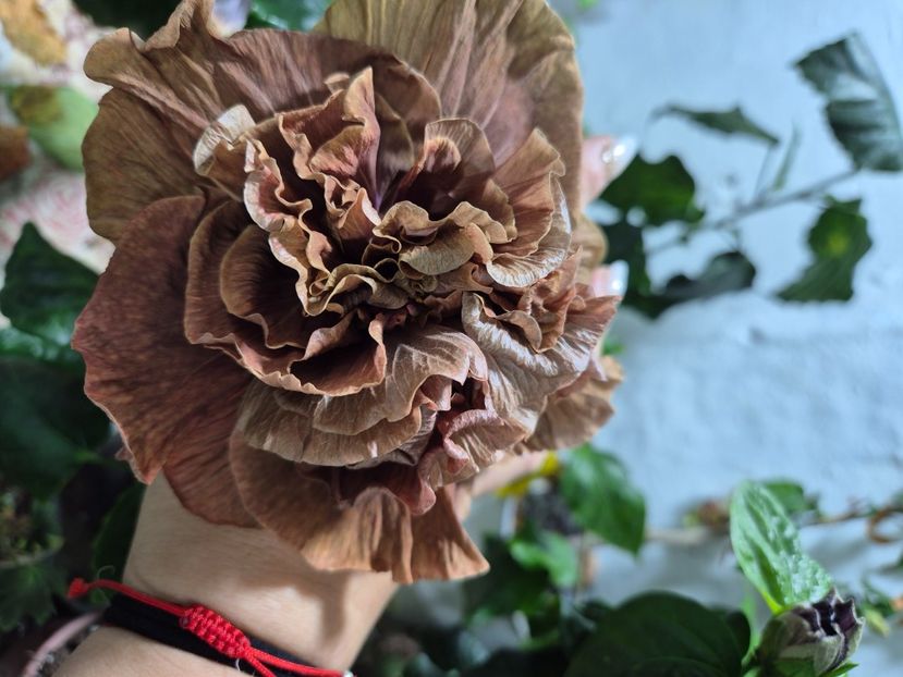  - Chis Garden Queen of Spades