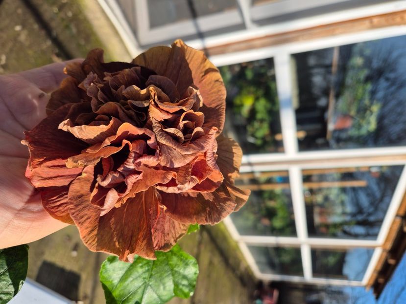  - Chis Garden Queen of Spades