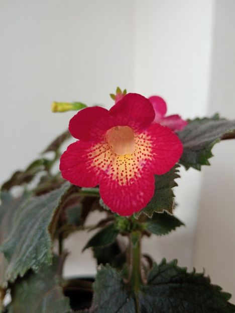  - Northwoods Sunburst