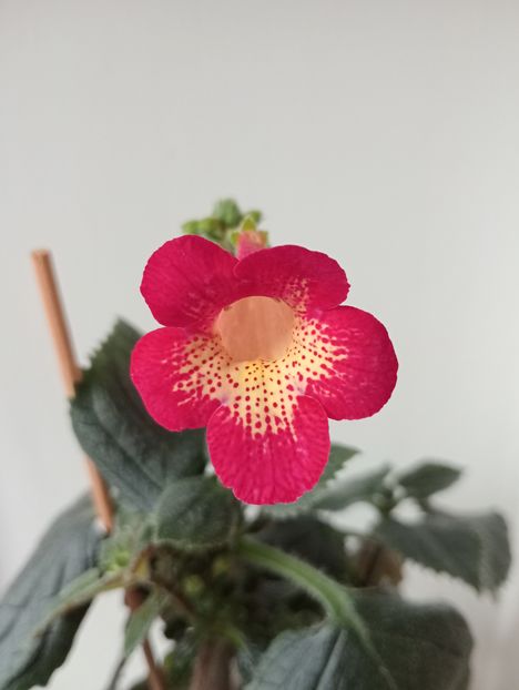  - Northwoods Sunburst