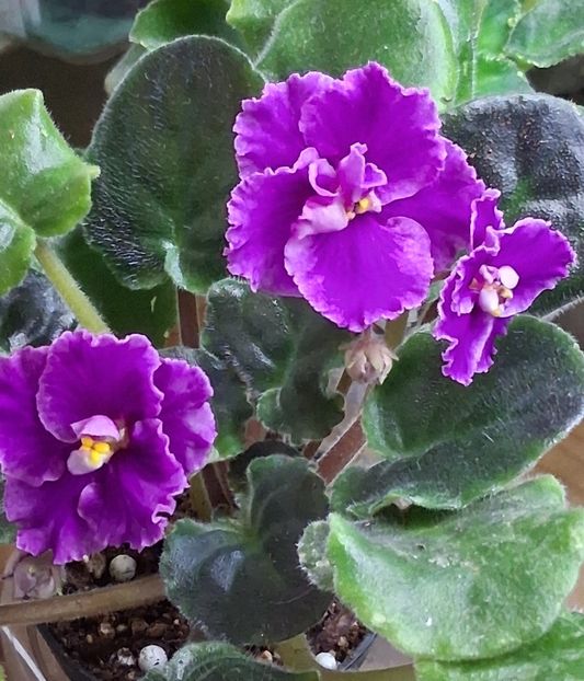  - AN Lyublyu Retro 2