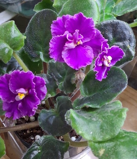  - AN Lyublyu Retro 2