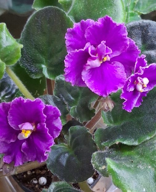  - AN Lyublyu Retro 2