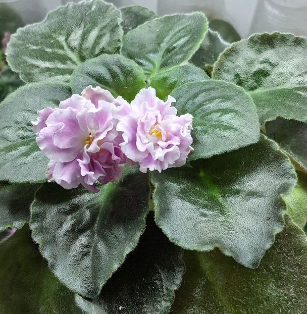  - SM Rozovaya Pantera