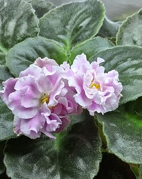  - SM Rozovaya Pantera