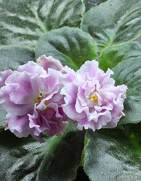  - SM Rozovaya Pantera