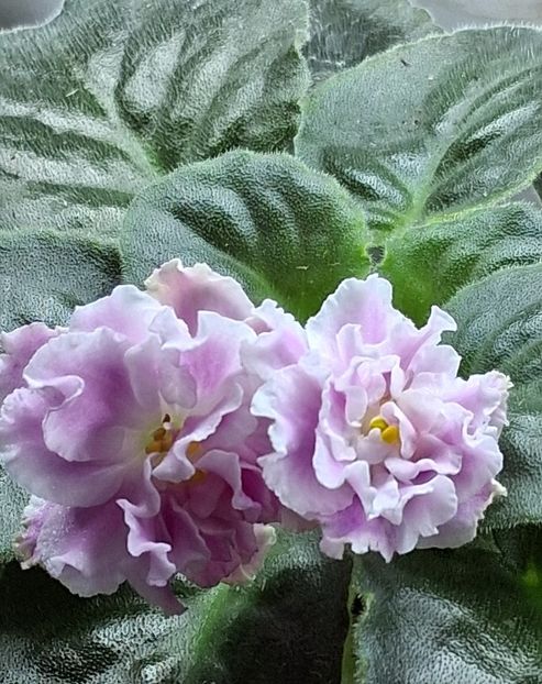  - SM Rozovaya Pantera