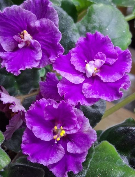  - AN Lyublyu Retro 2