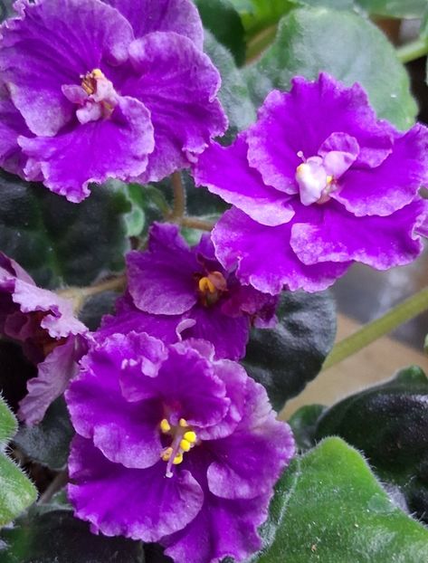  - AN Lyublyu Retro 2