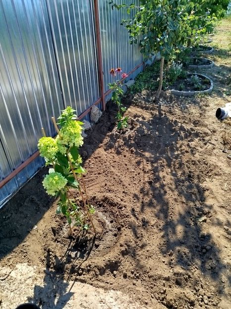 Paniculata Limelight - Primele flori plantate