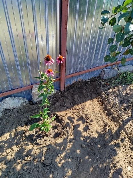 echinaceea - Primele flori plantate