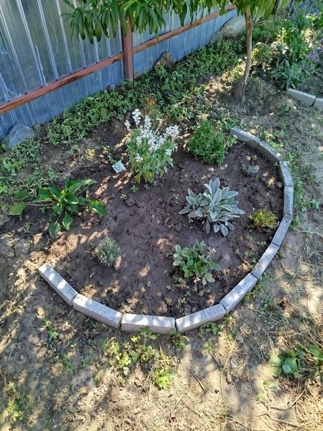 salvie,urechi de iepure - Primele flori plantate