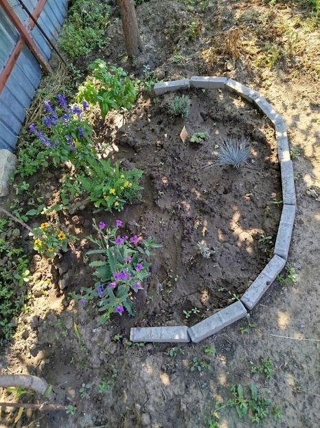  - Primele flori plantate