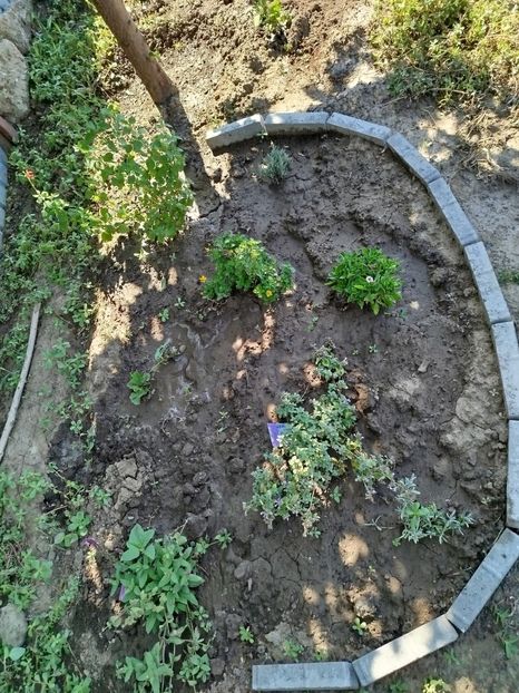  - Primele flori plantate