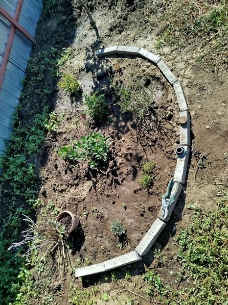  - Primele flori plantate