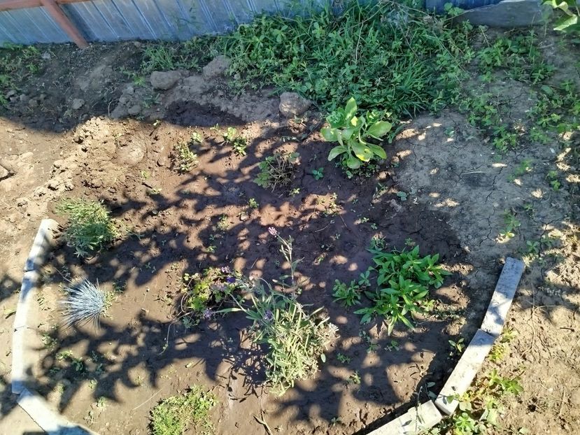  - Primele flori plantate