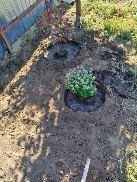  - Primele flori plantate