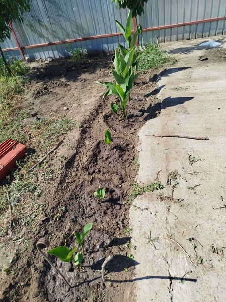 canna indica - Primele flori plantate