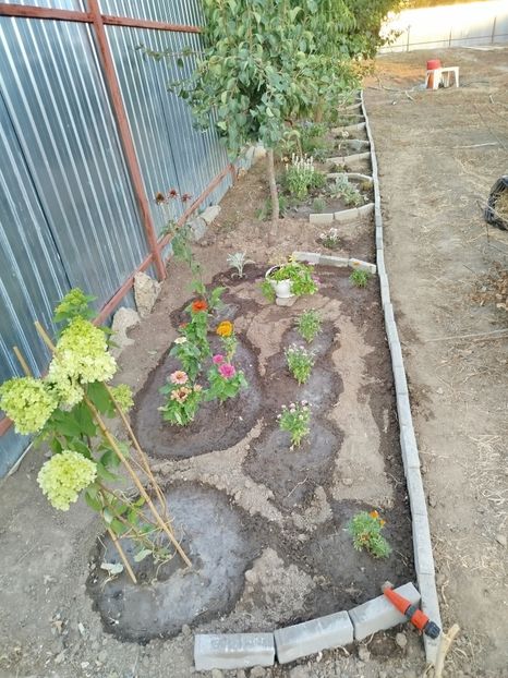  - Primele flori plantate