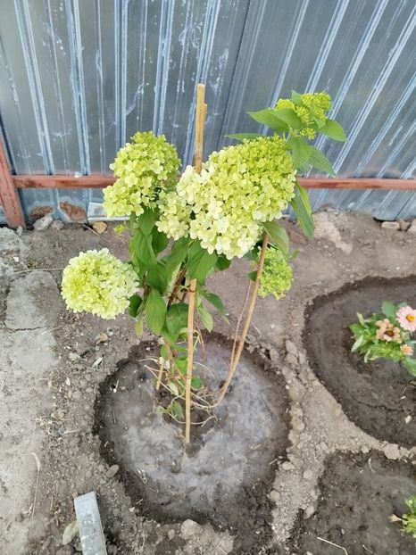  - Primele flori plantate