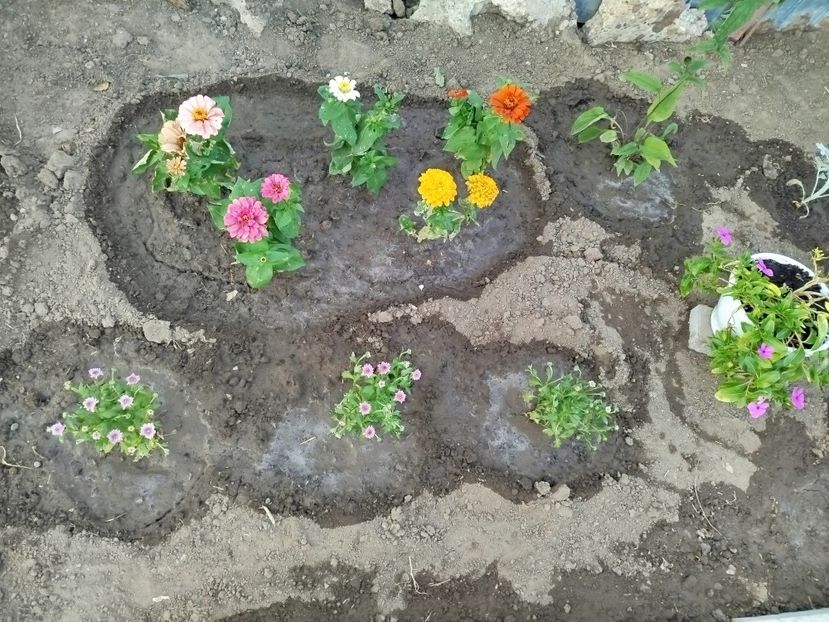  - Primele flori plantate