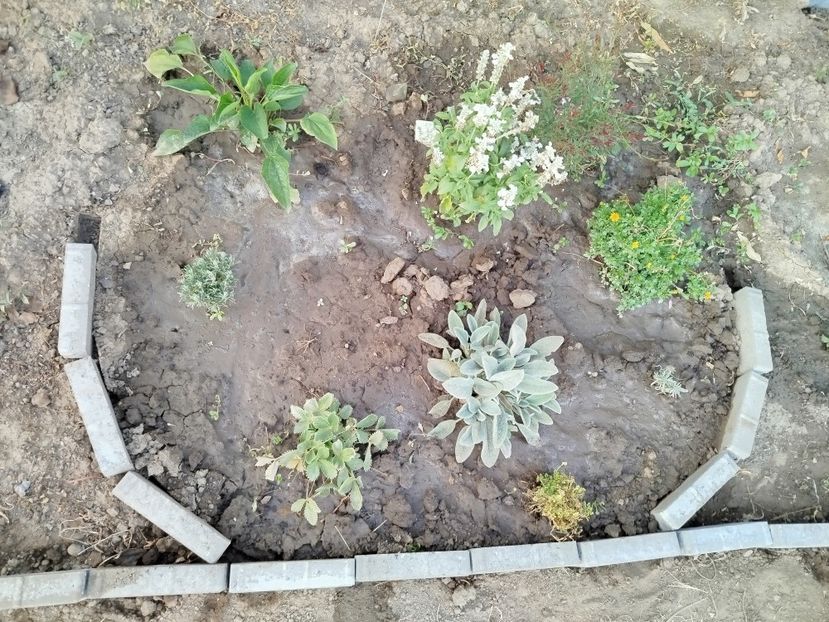  - Primele flori plantate