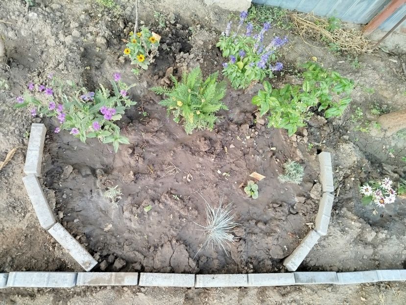  - Primele flori plantate