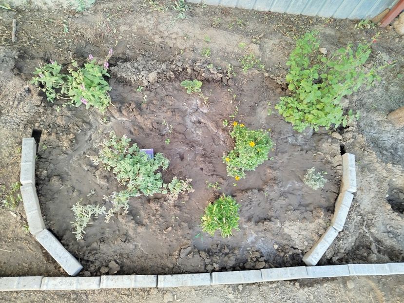  - Primele flori plantate