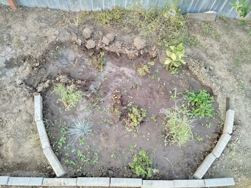  - Primele flori plantate