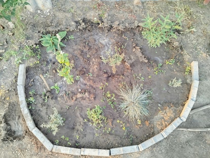  - Primele flori plantate