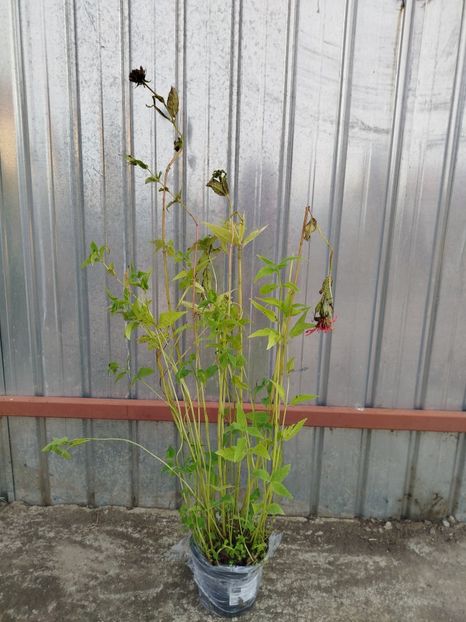  - Primele flori plantate