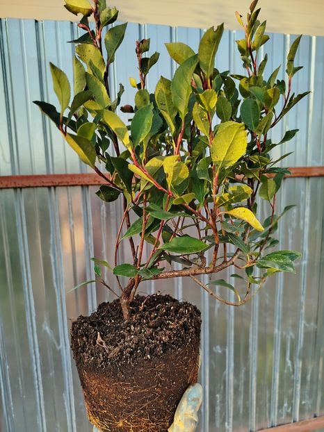  - Primele flori plantate