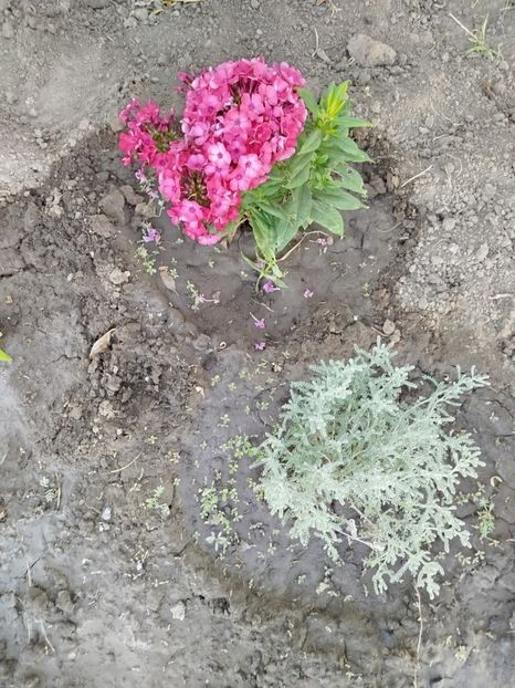  - Primele flori plantate