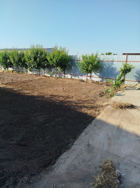  - Primele flori plantate