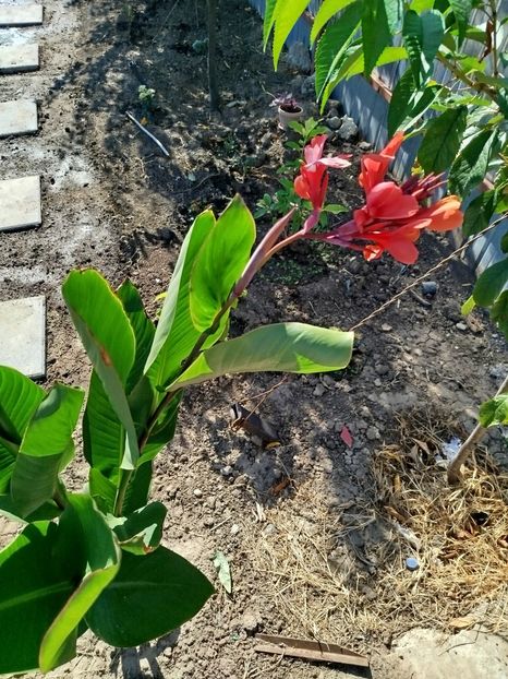  - Primele flori plantate