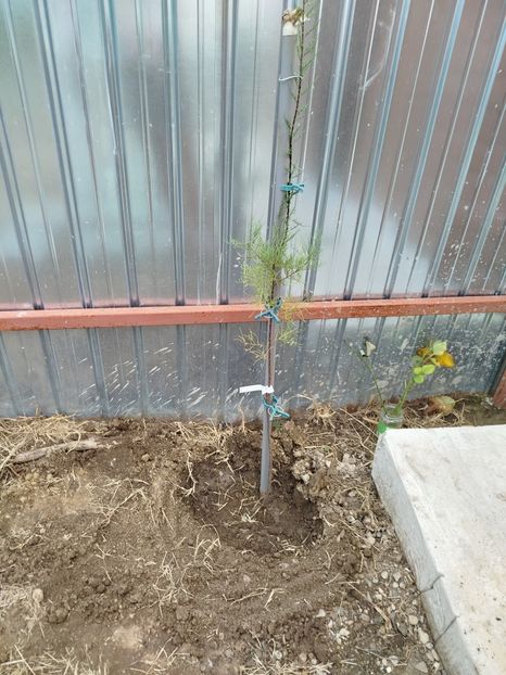 tamarix - Evoluție plante