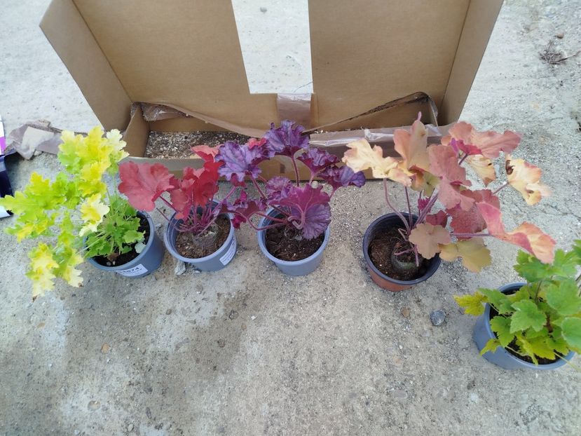 heuchera - Plantari noi