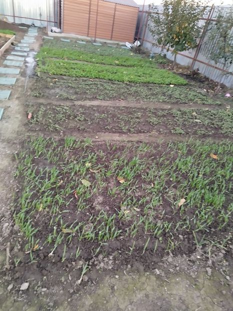 29 octombrie - Siderate