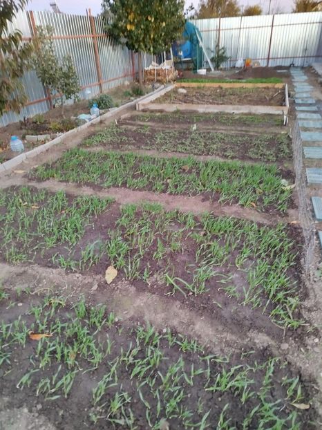 29 octombrie - Siderate