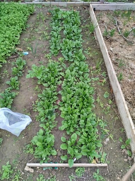 22 nov - spanac - Siderate