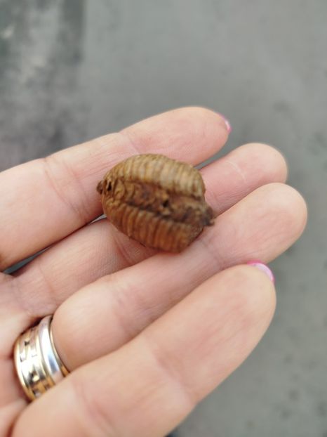 Ootecă călugăriță - Plantari noi - noiembrie