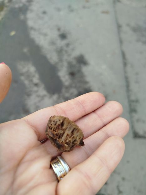  - Plantari noi - noiembrie