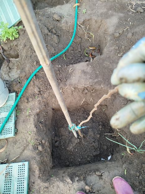 11 nov - Plantari noi - noiembrie