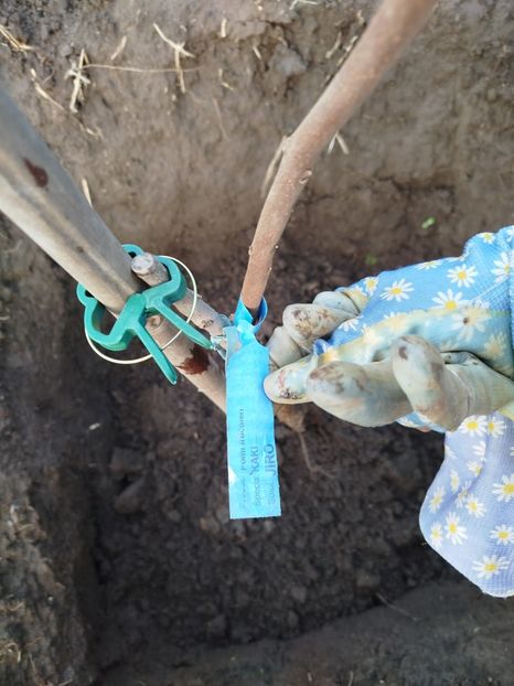 11 nov - Plantari noi - noiembrie