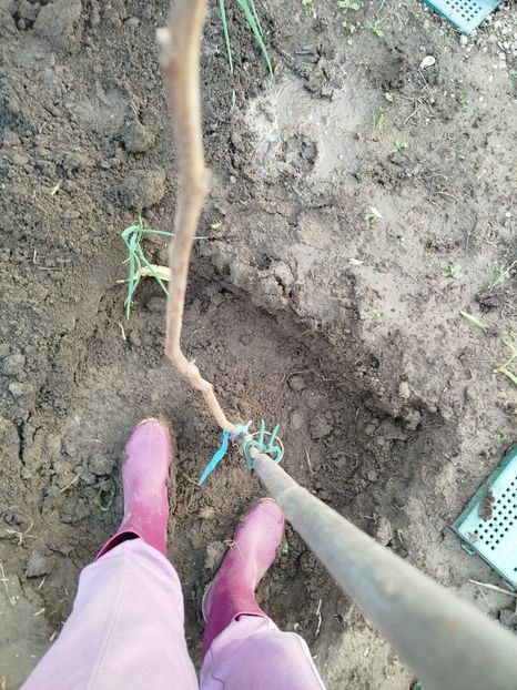  - Plantari noi - noiembrie