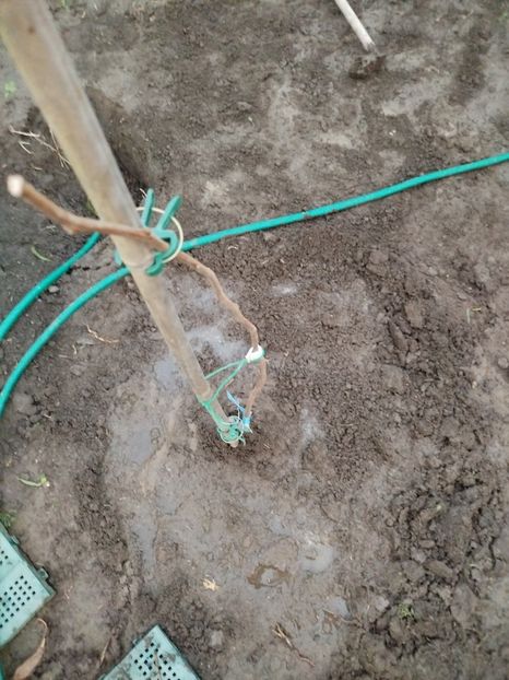  - Plantari noi - noiembrie